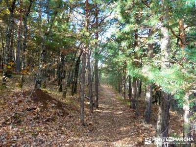 Riaza - Robledal de Hontanares; sierra de san vicente la charca verde la pedriza hoces de riaza